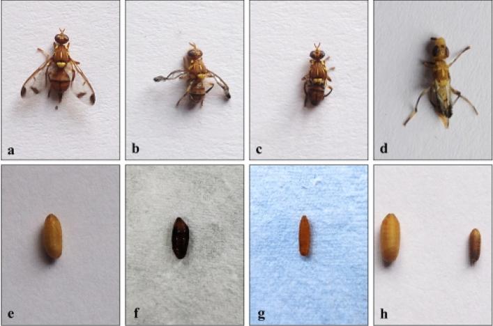 https://cdn.ncbi.nlm.nih.gov/pmc/blobs/6d37/10542352/07a613698113/41598_2023_43499_Fig1_HTML.jpg
