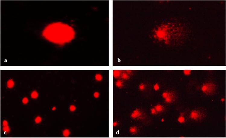 https://cdn.ncbi.nlm.nih.gov/pmc/blobs/6d37/10542352/7b6029b827d3/41598_2023_43499_Fig8_HTML.jpg