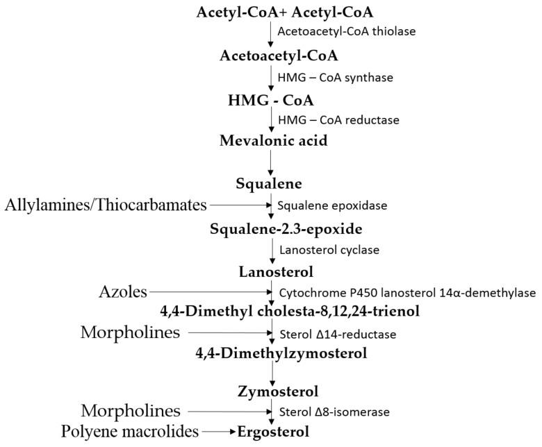 https://cdn.ncbi.nlm.nih.gov/pmc/blobs/6d40/6023442/a703c5201790/jof-04-00050-g002.jpg