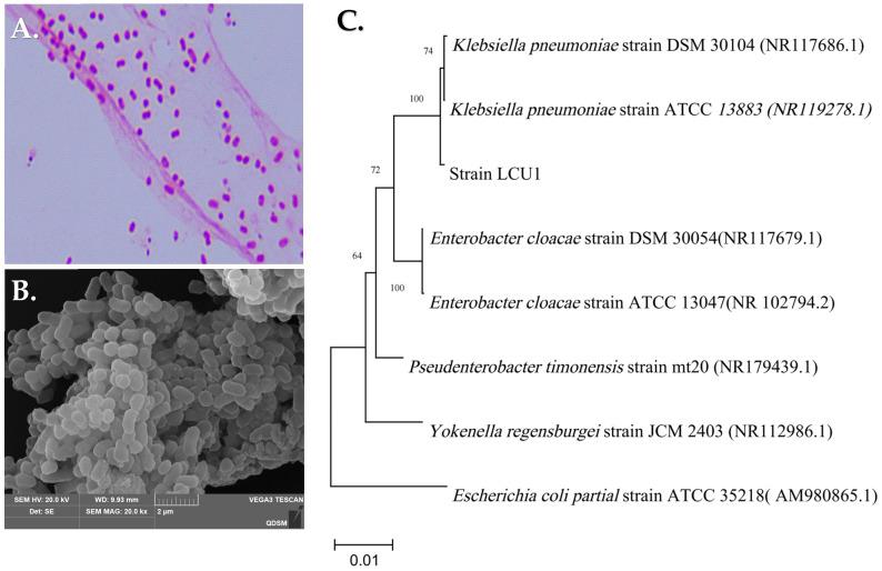 https://cdn.ncbi.nlm.nih.gov/pmc/blobs/6d43/11857964/f86d212e3a28/microorganisms-13-00297-g001.jpg