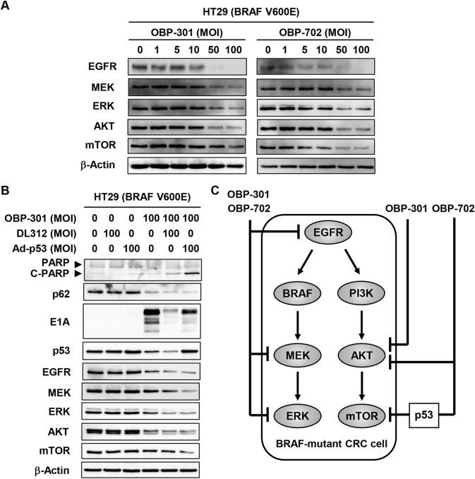 https://cdn.ncbi.nlm.nih.gov/pmc/blobs/6d45/10653454/47dae69fb415/pone.0294491.g006.jpg