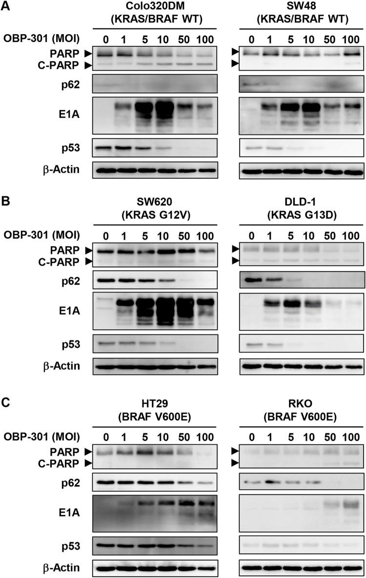 https://cdn.ncbi.nlm.nih.gov/pmc/blobs/6d45/10653454/a0d5bbb438e1/pone.0294491.g003.jpg