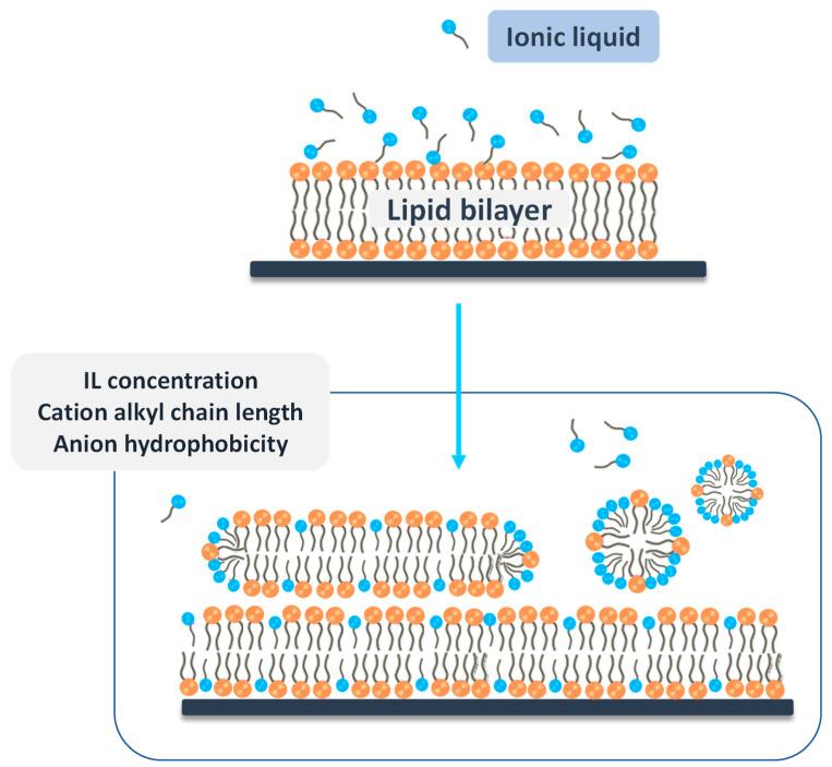 https://cdn.ncbi.nlm.nih.gov/pmc/blobs/6d45/7663996/0b4b61ba8ab6/ijms-21-08298-g021.jpg
