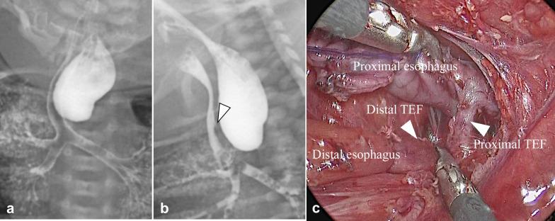 https://cdn.ncbi.nlm.nih.gov/pmc/blobs/6d4a/10516835/819d64760d2c/40792_2023_1754_Fig1_HTML.jpg
