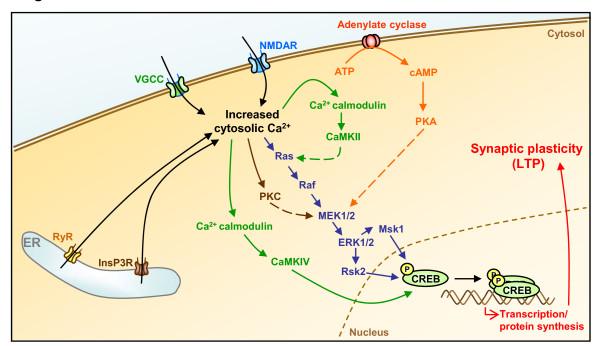 https://cdn.ncbi.nlm.nih.gov/pmc/blobs/6d4a/2689218/69abd2d33560/1750-1326-4-20-1.jpg