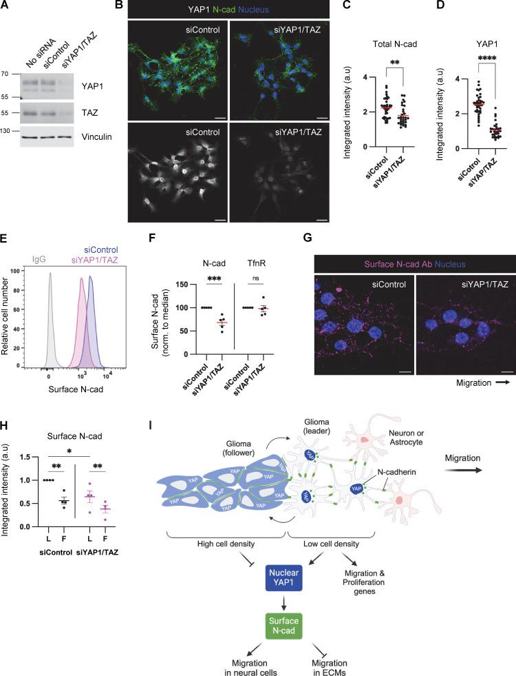 https://cdn.ncbi.nlm.nih.gov/pmc/blobs/6d4c/10937189/08e9f2d5cf9b/JCB_202401057_Fig8.jpg