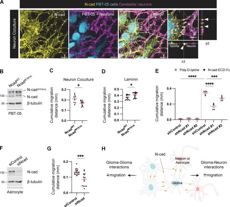https://cdn.ncbi.nlm.nih.gov/pmc/blobs/6d4c/10937189/1c215db34d88/JCB_202401057_Fig3.jpg