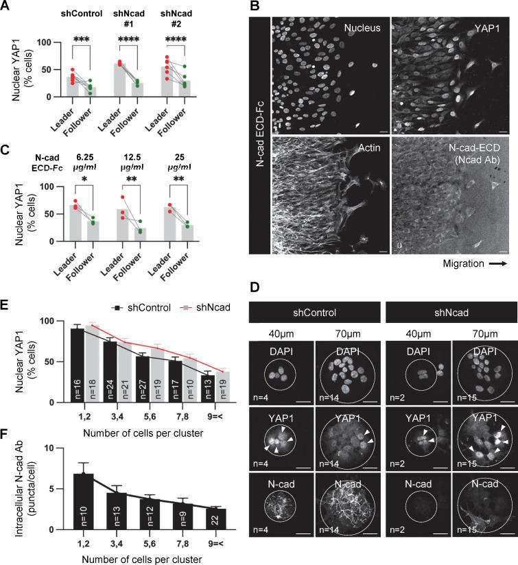 https://cdn.ncbi.nlm.nih.gov/pmc/blobs/6d4c/10937189/3ef6fb06c633/JCB_202401057_Fig7.jpg