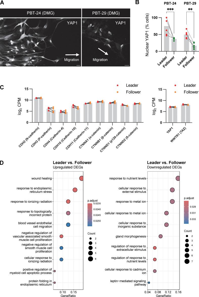 https://cdn.ncbi.nlm.nih.gov/pmc/blobs/6d4c/10937189/7507d2dccae7/JCB_202401057_FigS4.jpg