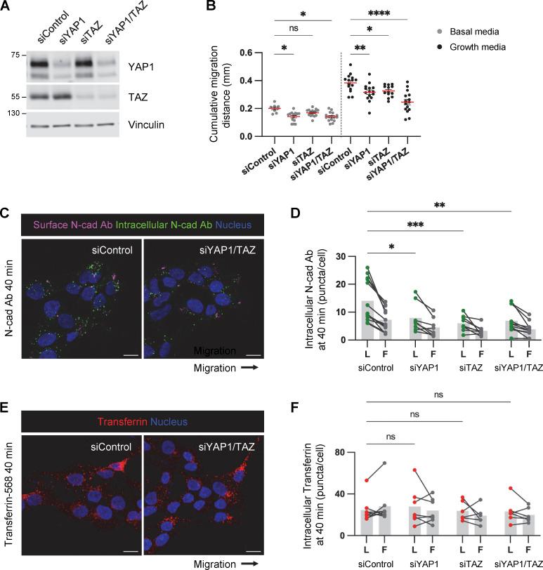https://cdn.ncbi.nlm.nih.gov/pmc/blobs/6d4c/10937189/760525e8d2be/JCB_202401057_FigS5.jpg