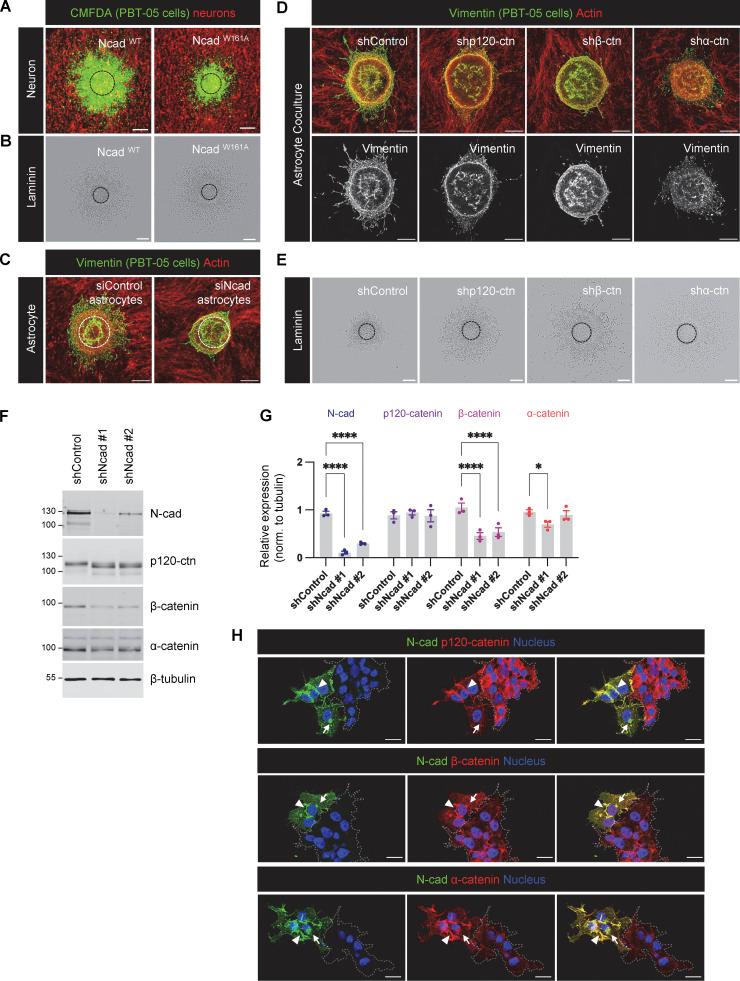 https://cdn.ncbi.nlm.nih.gov/pmc/blobs/6d4c/10937189/88b206baa236/JCB_202401057_FigS2.jpg