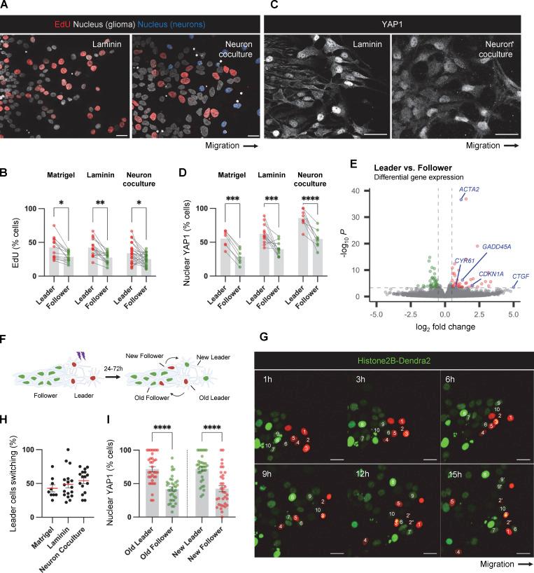 https://cdn.ncbi.nlm.nih.gov/pmc/blobs/6d4c/10937189/990034700c4a/JCB_202401057_Fig6.jpg