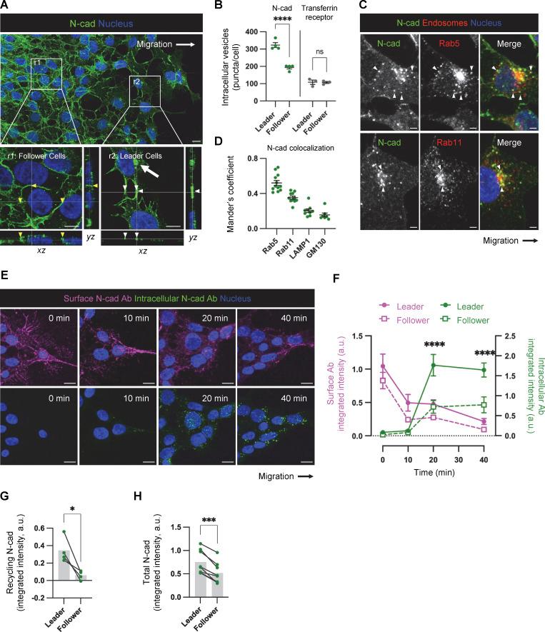 https://cdn.ncbi.nlm.nih.gov/pmc/blobs/6d4c/10937189/c55dd7b53341/JCB_202401057_Fig5.jpg