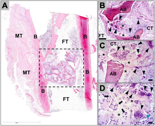 https://cdn.ncbi.nlm.nih.gov/pmc/blobs/6d51/12223631/c0a09b941988/in_vivo-39-1887-g0001.jpg