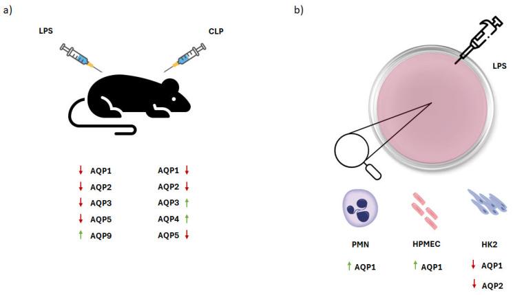 https://cdn.ncbi.nlm.nih.gov/pmc/blobs/6d53/10778766/491b13533c34/ijms-25-00487-g003.jpg
