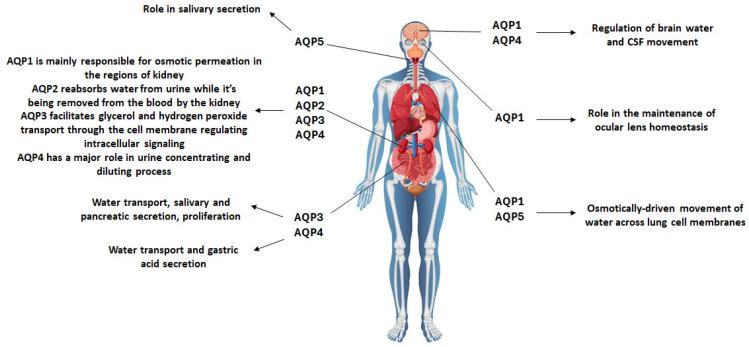 https://cdn.ncbi.nlm.nih.gov/pmc/blobs/6d53/10778766/ffa95d41d080/ijms-25-00487-g001.jpg