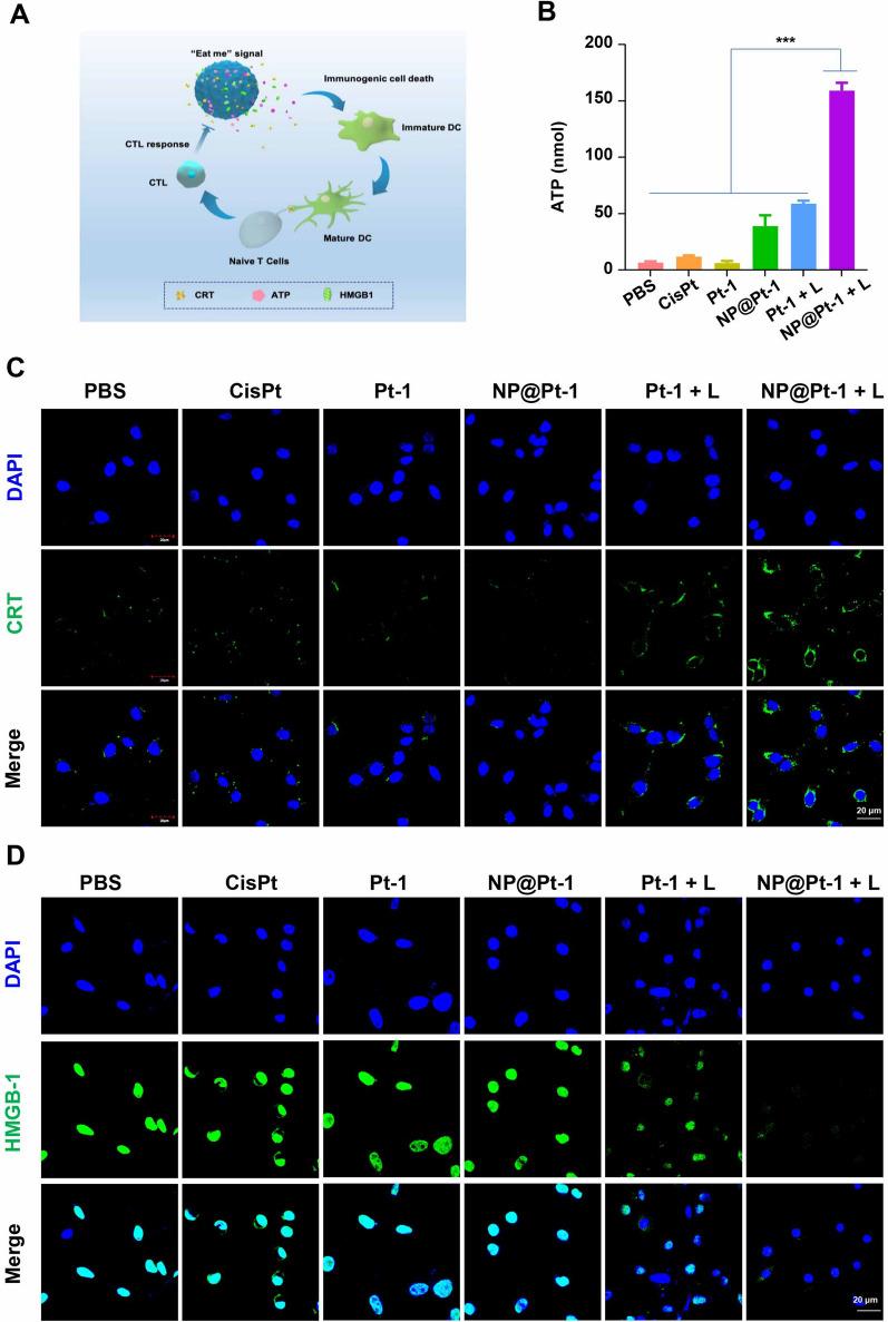 https://cdn.ncbi.nlm.nih.gov/pmc/blobs/6d53/9287983/2056f662fc25/12951_2022_1531_Fig3_HTML.jpg
