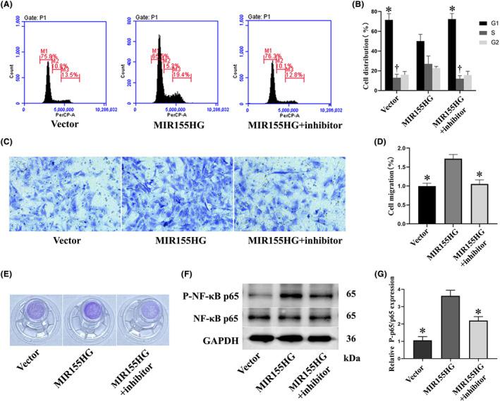https://cdn.ncbi.nlm.nih.gov/pmc/blobs/6d54/11063722/024070bfd4b3/JCMM-28-e18351-g004.jpg