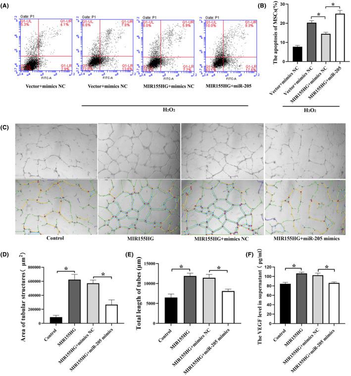 https://cdn.ncbi.nlm.nih.gov/pmc/blobs/6d54/11063722/552a108bba88/JCMM-28-e18351-g002.jpg