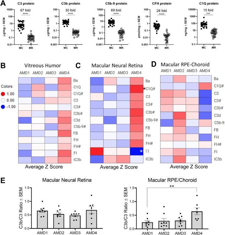https://cdn.ncbi.nlm.nih.gov/pmc/blobs/6d55/8237111/21391812b064/iovs-62-7-26-f006.jpg