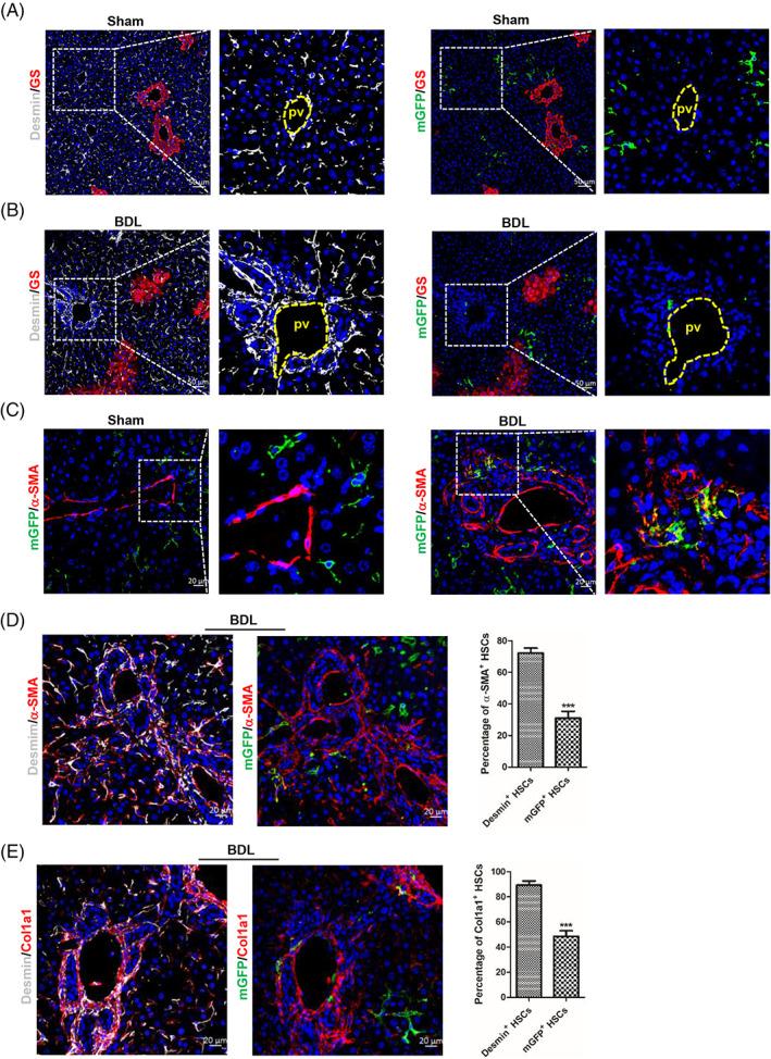 https://cdn.ncbi.nlm.nih.gov/pmc/blobs/6d58/10693182/16645ab2df9d/CPR-56-e13500-g003.jpg