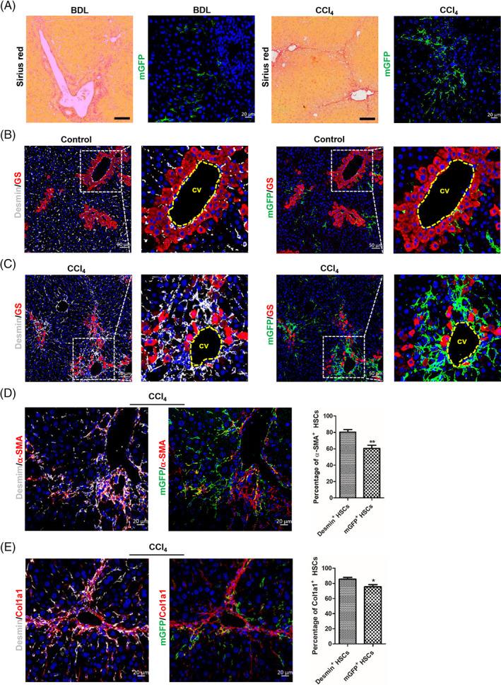 https://cdn.ncbi.nlm.nih.gov/pmc/blobs/6d58/10693182/bf4ede9e9cd3/CPR-56-e13500-g007.jpg
