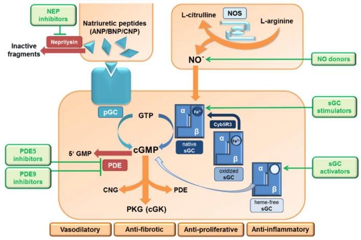 https://cdn.ncbi.nlm.nih.gov/pmc/blobs/6d58/6032334/43ea2152b0c2/ijms-19-01712-g001.jpg