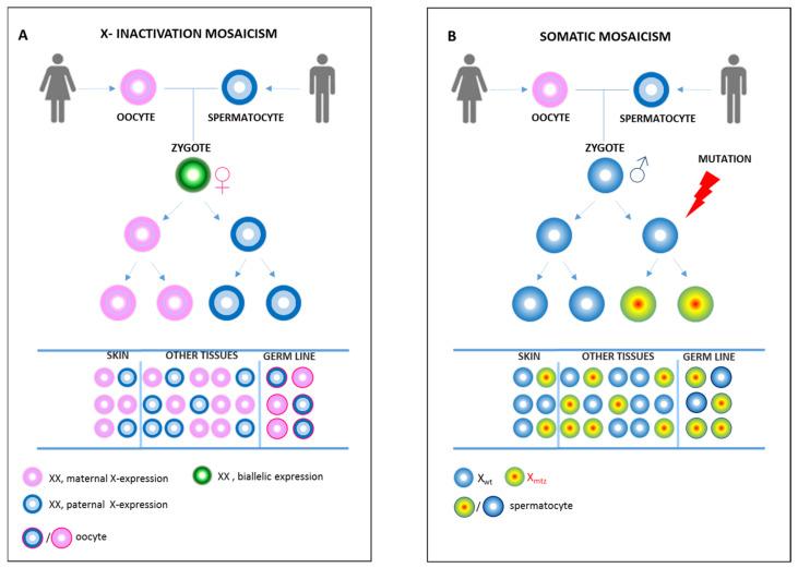https://cdn.ncbi.nlm.nih.gov/pmc/blobs/6d59/8835834/f79a9f4c89d4/ijms-23-01179-g001.jpg
