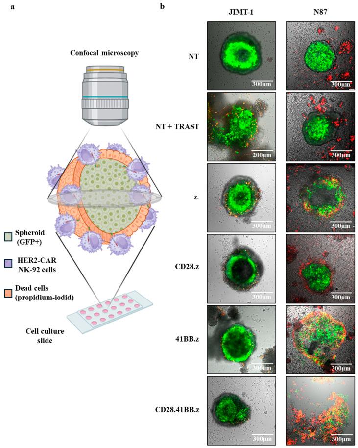 https://cdn.ncbi.nlm.nih.gov/pmc/blobs/6d5a/11898473/6a10d4b4c51f/cancers-17-00731-g003.jpg