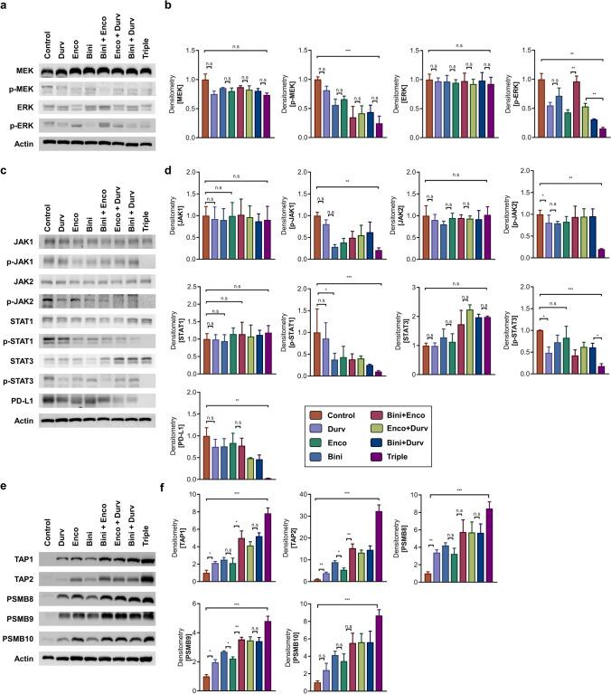 https://cdn.ncbi.nlm.nih.gov/pmc/blobs/6d5a/11923341/8b03cc32891e/262_2025_4005_Fig5_HTML.jpg