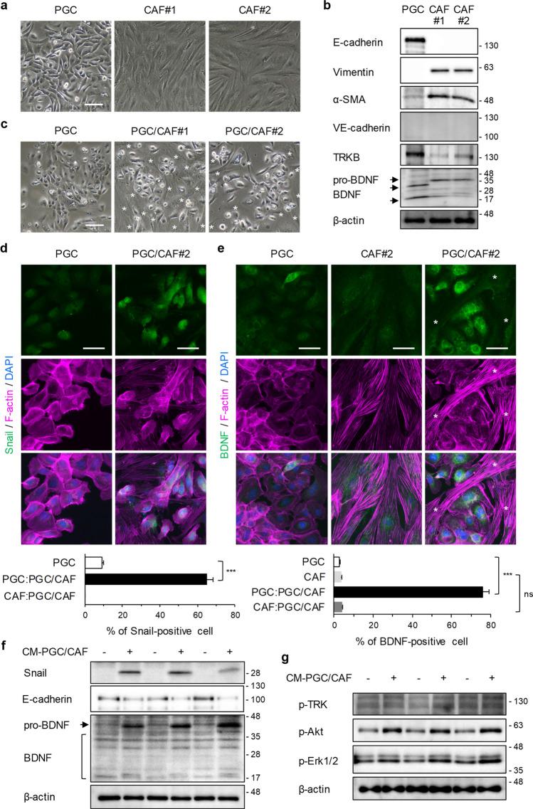 https://cdn.ncbi.nlm.nih.gov/pmc/blobs/6d5a/9584965/8f293006ba5a/41598_2022_22377_Fig2_HTML.jpg