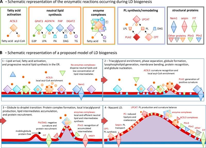 https://cdn.ncbi.nlm.nih.gov/pmc/blobs/6d5b/3941045/272a49138d75/JCB_201311051_Fig3.jpg