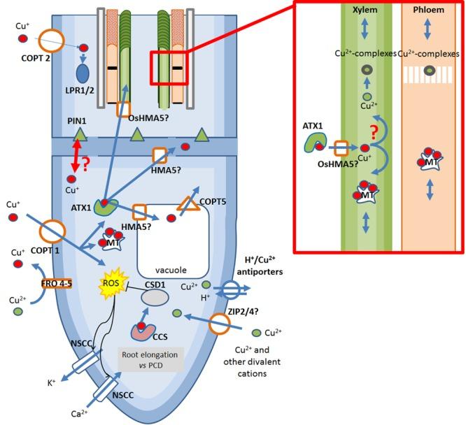 https://cdn.ncbi.nlm.nih.gov/pmc/blobs/6d5e/4859090/1a0932de9666/fpls-07-00601-g002.jpg