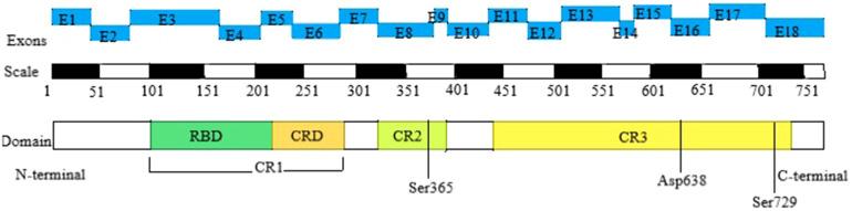 https://cdn.ncbi.nlm.nih.gov/pmc/blobs/6d61/11163133/51ab17b5b635/fped-12-1355277-g001.jpg