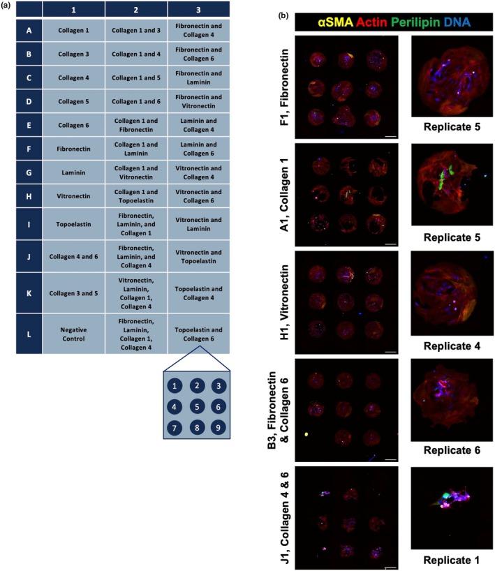 https://cdn.ncbi.nlm.nih.gov/pmc/blobs/6d64/12045701/d9608a0f8a2a/PHY2-13-e70283-g006.jpg