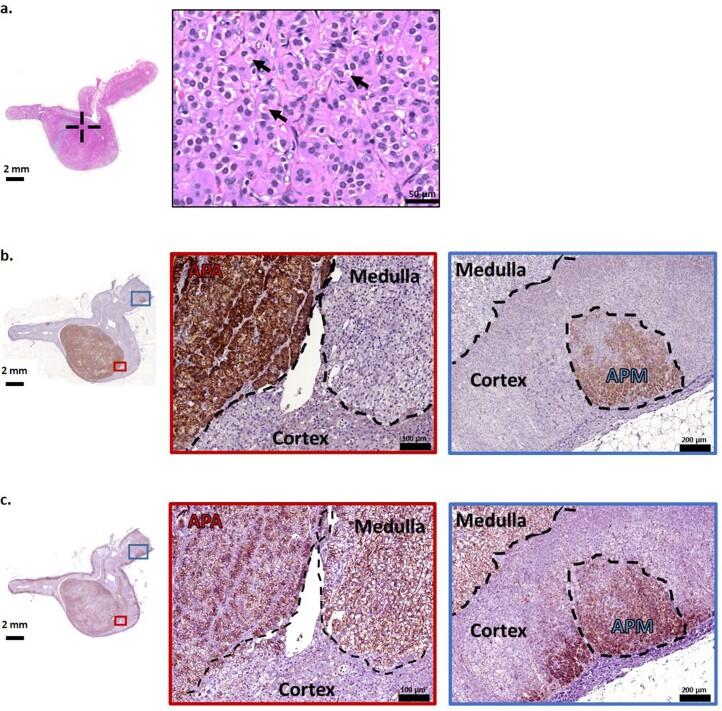 https://cdn.ncbi.nlm.nih.gov/pmc/blobs/6d69/10260400/3ea7e4ec3583/41588_2023_1403_Fig7_ESM.jpg