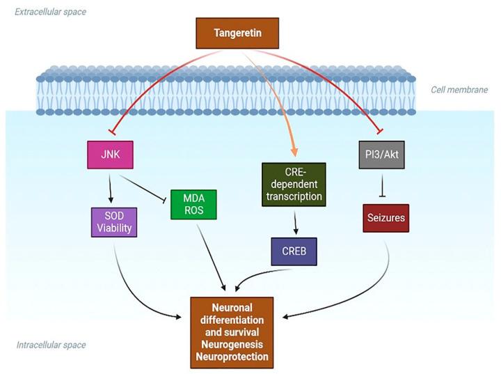https://cdn.ncbi.nlm.nih.gov/pmc/blobs/6d69/11051149/328dabc2f885/life-14-00504-g004.jpg