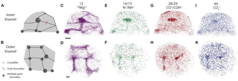 https://cdn.ncbi.nlm.nih.gov/pmc/blobs/6d69/4365691/c62181113512/fphys-06-00057-g0004.jpg
