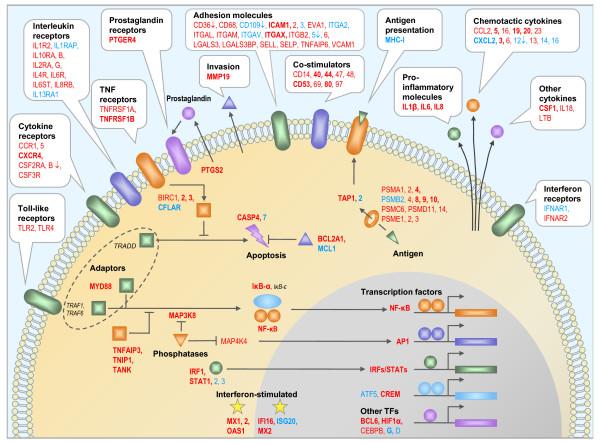 https://cdn.ncbi.nlm.nih.gov/pmc/blobs/6d6f/2846913/bd47af9f0d6d/1471-2164-11-138-6.jpg