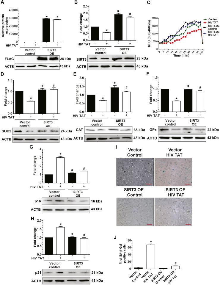 https://cdn.ncbi.nlm.nih.gov/pmc/blobs/6d71/7779826/be03d3623e79/gr6.jpg