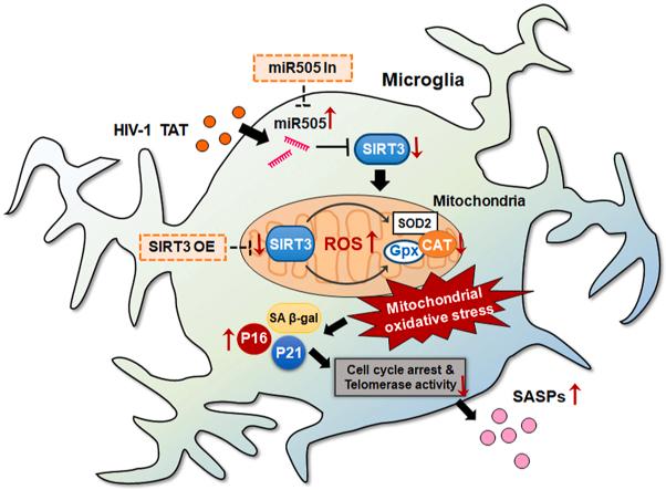 https://cdn.ncbi.nlm.nih.gov/pmc/blobs/6d71/7779826/de566df083b3/fx1.jpg