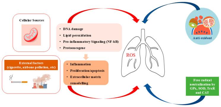https://cdn.ncbi.nlm.nih.gov/pmc/blobs/6d75/12386386/76af7ced8613/ijms-26-07679-g001.jpg