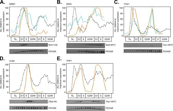 https://cdn.ncbi.nlm.nih.gov/pmc/blobs/6d7e/6249835/d1990c87e361/mbc-29-2644-g002.jpg