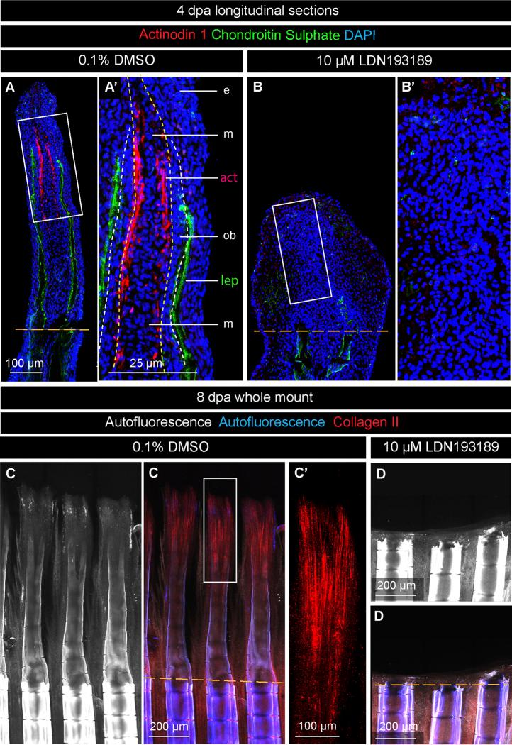https://cdn.ncbi.nlm.nih.gov/pmc/blobs/6d7f/9946992/6ef348324f8a/fcell-11-1134451-g007.jpg