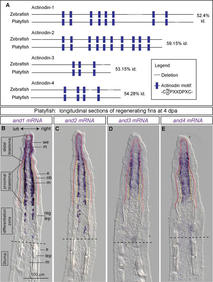 https://cdn.ncbi.nlm.nih.gov/pmc/blobs/6d7f/9946992/7c408e667a56/fcell-11-1134451-g003.jpg