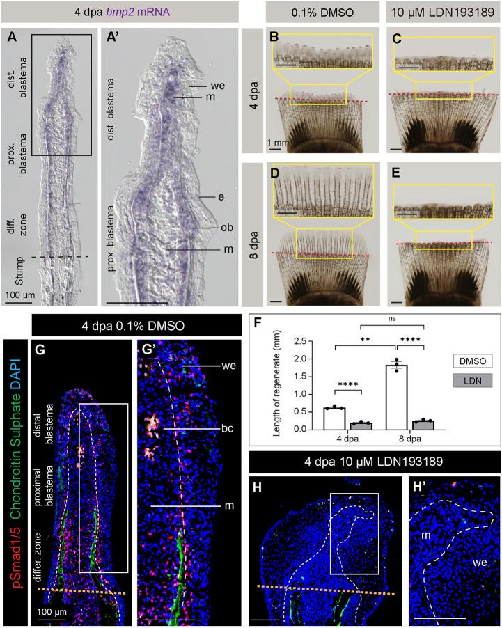 https://cdn.ncbi.nlm.nih.gov/pmc/blobs/6d7f/9946992/c318b1e37a50/fcell-11-1134451-g004.jpg