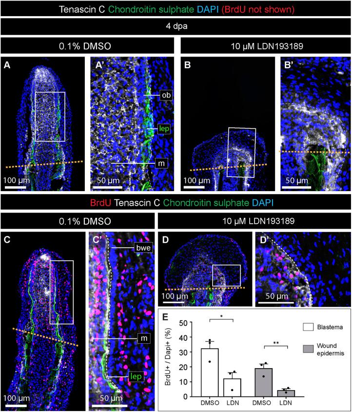 https://cdn.ncbi.nlm.nih.gov/pmc/blobs/6d7f/9946992/d7329e196b3b/fcell-11-1134451-g005.jpg