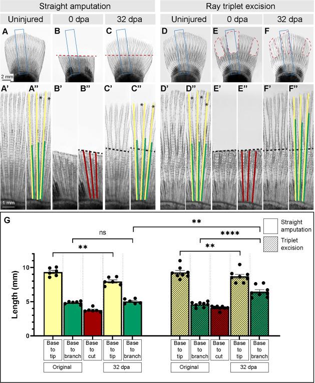 https://cdn.ncbi.nlm.nih.gov/pmc/blobs/6d7f/9946992/d78b140e90ea/fcell-11-1134451-g002.jpg