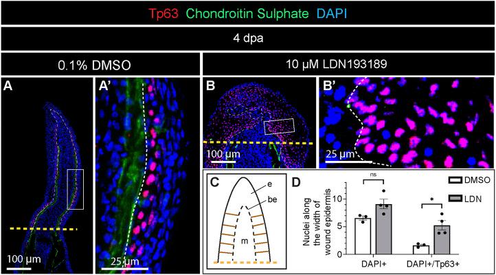 https://cdn.ncbi.nlm.nih.gov/pmc/blobs/6d7f/9946992/d9807b81f4da/fcell-11-1134451-g006.jpg
