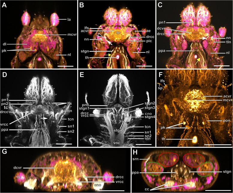 https://cdn.ncbi.nlm.nih.gov/pmc/blobs/6d80/7310387/52d4ae02e1a4/12983_2020_359_Fig5_HTML.jpg